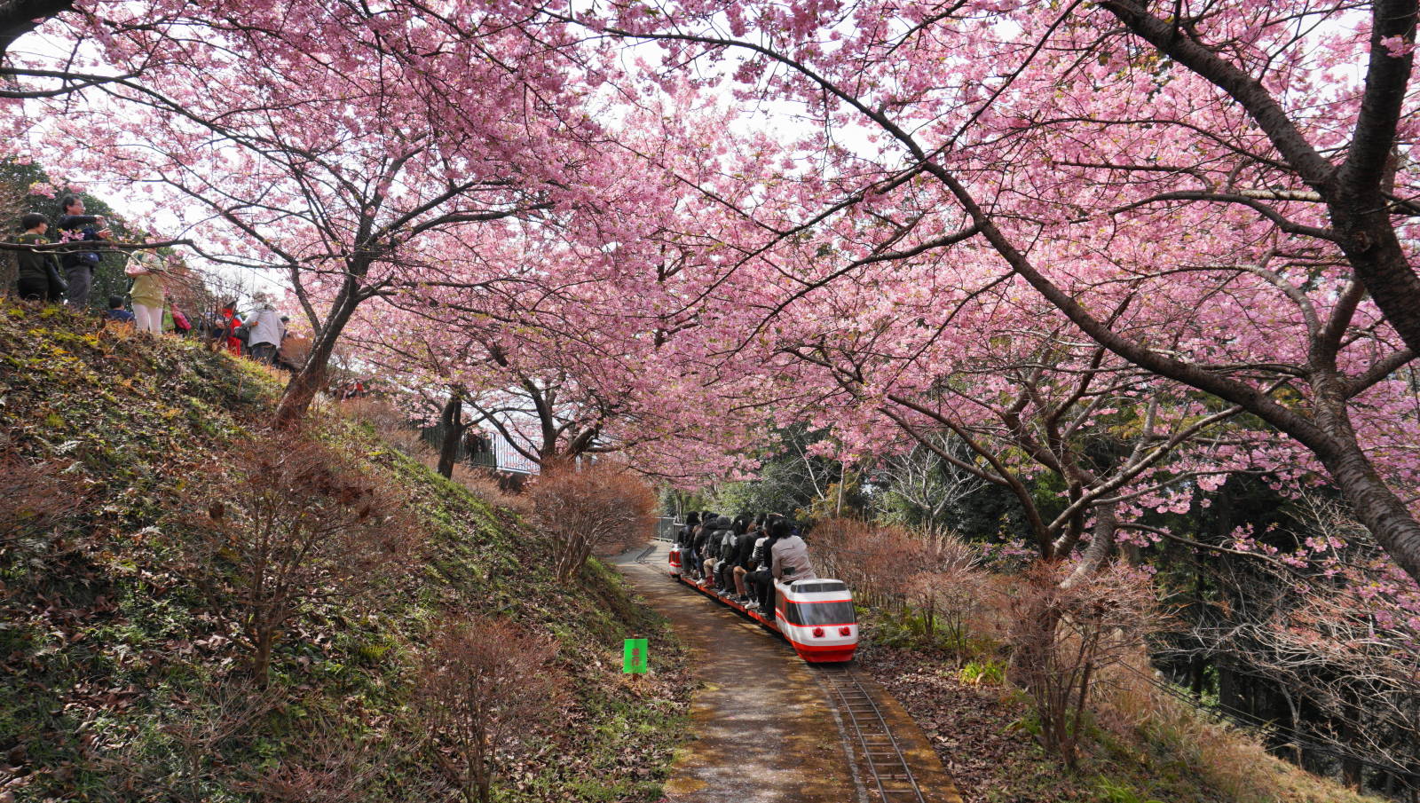 ふるさと鉄道は桜の中を走ります 西平畑公園 公式ホームページ